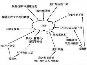 衰老概說(shuō)