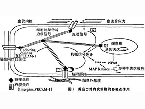 血流剪應(yīng)力、生物力藥理學(xué)與疾病防治